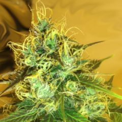 Medicann Seeds - Blue Mountain Durban feminized cannabis seeds - sativa dominant marijuana strain with a grow time around 60-70 days