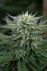 Medicann Seeds - Scrog CBD (Feminized)