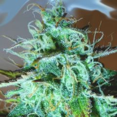 Medicann Seeds - Black Afghani Kush feminized cannabis seeds - indica dominant marijuana strain with a grow time around 50-55 days