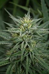 Medicann Seeds - Train Wreck CBD (Feminized)
