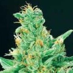 De Sjamaan - Merlin's Dream regular cannabis seeds - indica/sativa hybrid marijuana strain with a flowering time of 50-60 days 