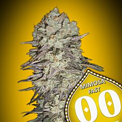 OO Seeds - Mimosa Fast (Feminized)