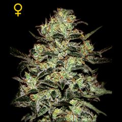Green House - Moby Dick feminized cannabis seeds - sativa dominant marijuana strain with a flowering time around 9 weeks