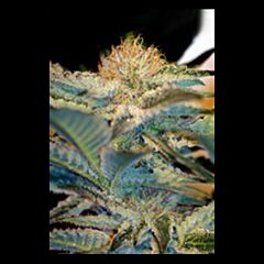 Sweet Seeds - Mohan Ram (Feminized)