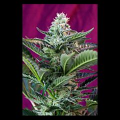 Sweet Seeds - Moham Ram Auto (Feminized)