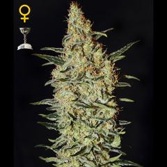 Green House - Neville's Haze feminized cannabis seeds - sativa dominant marijuana strain with THC levels at 22.6% and CBD at 0.15%, flowering time around 14 weeks