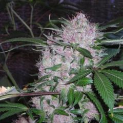 Phoenix Cannabis Seeds - Northern Lights (Fem)