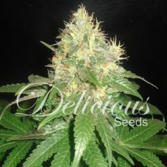 Delicious Seeds - Northern Light Blue Automatic feminized cannabis seeds - autoflowering marijuana strain with a flowering time around 55-60 days and THC levels at 18%