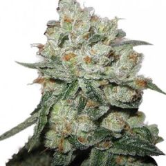 Phoenix Cannabis Seeds - OG Kush (Fem)