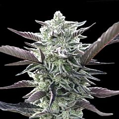OO Seeds - Oreoz (Fem)