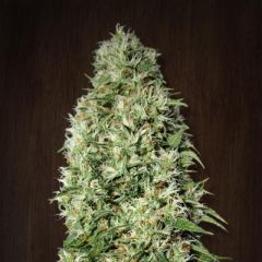 Ace Seeds - Orient Express feminized cannabis seeds - 60% sativa dominant marijuana strain with a flowering time around 8-10 weeks