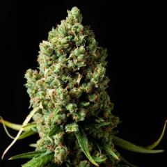 Phoenix Cannabis Seeds - Original Skunk (Fem)