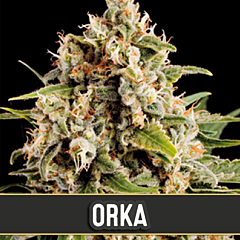 Blim Burn Seeds - Orca (3 Fem)