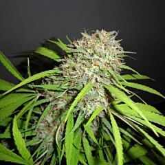 Phoenix Cannabis Seeds - Original Skunk Express Auto (Fem)