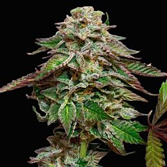 Paradise Seeds - Blue Gem Feminized Cannabis Seeds