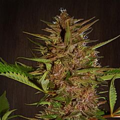 Ace Seeds - Pakistan Chitral Kush (Feminized)