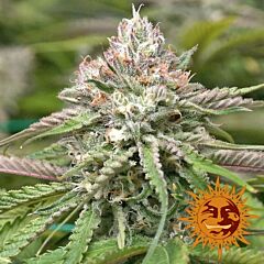 Barney's Farm Peyote Critical (Feminzed)