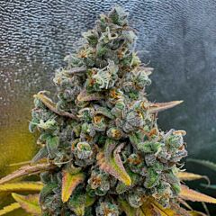 Conscious Genetics - Pink Quavers (Feminized)