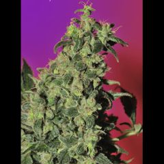 Mandala Seeds - Point of No Return regular cannabis seeds - indica/sativa hybrid marijuana strain with a grow time between 65 and 72 days