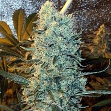 Spliff Seeds - Power Plant (5 Reg)