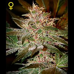 Green House - Pure Kush feminized cannabis seeds - indica/sativa marijuana hybrid with THC levels at 19.35% and CBD at 0.3%, flowering time around 9 weeks