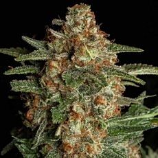 Spliff Seeds - Purple Berry Kush (Fem)