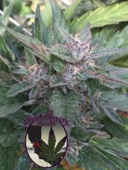 Purple Caper Seeds - Grandaddy OG (5 Reg)