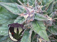 Purple Caper Seeds - Grape OG (5 Reg)