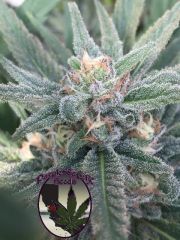 Purple Caper Seeds - Purple Caper OG (5 Reg)