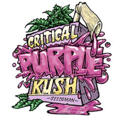 Seedsman Seeds - Critical Purple Kush (Fem)