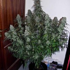 Phoenix Cannabis Seeds - Quick Flowering THC (Fem)