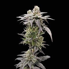 Rare Dankness - Dark Saber - Feminized Cannabis Seeds