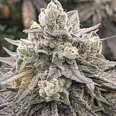 Rare Dankness - Muscadine - Feminized Cannabis Seeds
