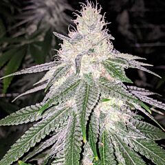 Rare Dankness - Purple Hashplant Haze - Regular Cannabis Seeds