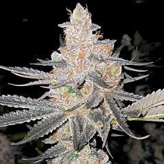 Rare Dankness - Vaders Starkiller - Feminized Cannabis Seeds