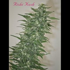 Mandala Seeds - Rishi Kush regular cannabis seeds - indica/sativa hybrid marijuana strain with a grow time between 65-68 days 
