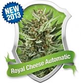 Royal Queen Seeds - Royal Cheese Auto (Feminized)