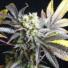 Royal Queen Seeds - Royal Medic (Feminized)