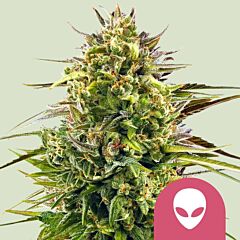 Royal Queen Seeds - Alien OG (Feminized)