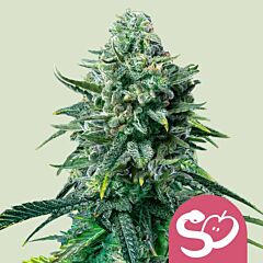 Royal Queen Seeds - Forbidden Fruit (Feminized)