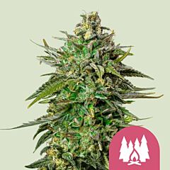Royal Queen Seeds - Larry OG (Feminized)