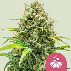 Royal Queen Seeds - Lemon Skunk (Feminized)