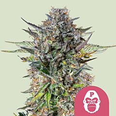 Royal Queen Seeds - Pink Gorilla (Feminized)