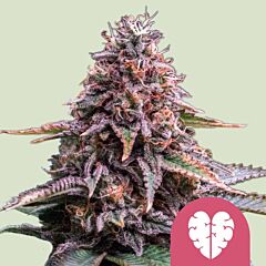 Royal Queen Seeds - Pink Mist (Feminized)
