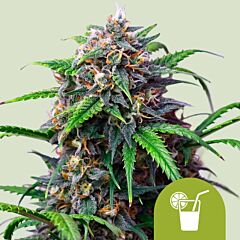 Royal Queen Seeds - Purple Lemonade Auto (Feminized)