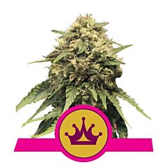Royal Queen Seeds - Special Queen #1 Auto (Feminized)