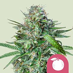 Royal Queen Seeds - Tangie (Feminized)