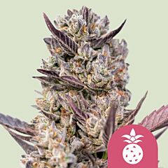 Royal Queen Seeds - Tropicana Cookies Purple (Feminized)
