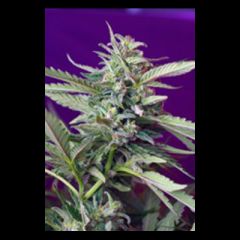 Sweet Seeds - S.A.D. Automatic (Feminized)