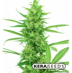 Kera Seeds - Medical Skunk (Feminized)